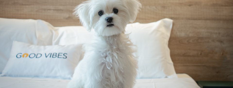 Vacanza a quattro zampe: il tuo cane soggiorna gratis